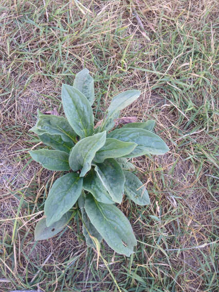 Plancia ëd Cynoglossum officinale L.