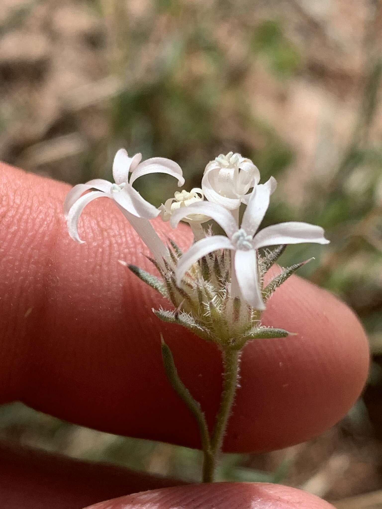 Image of rosy ipomopsis