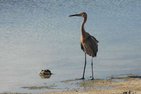 Image de Egretta rufescens rufescens (Gmelin & JF 1789)