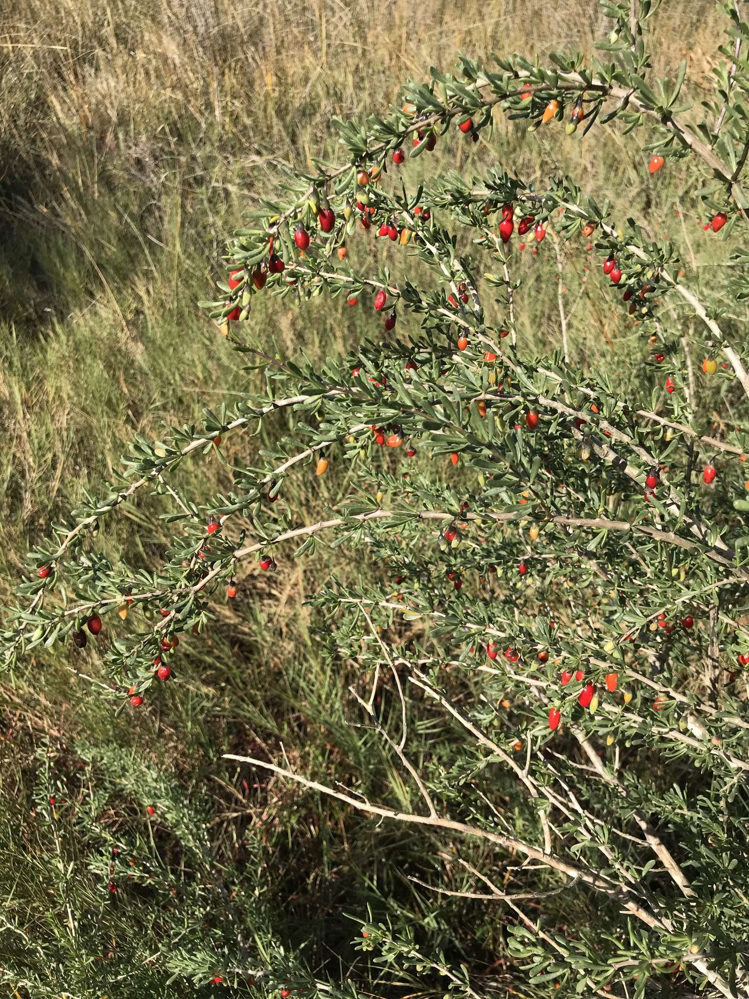 Image of Carolina desert-thorn