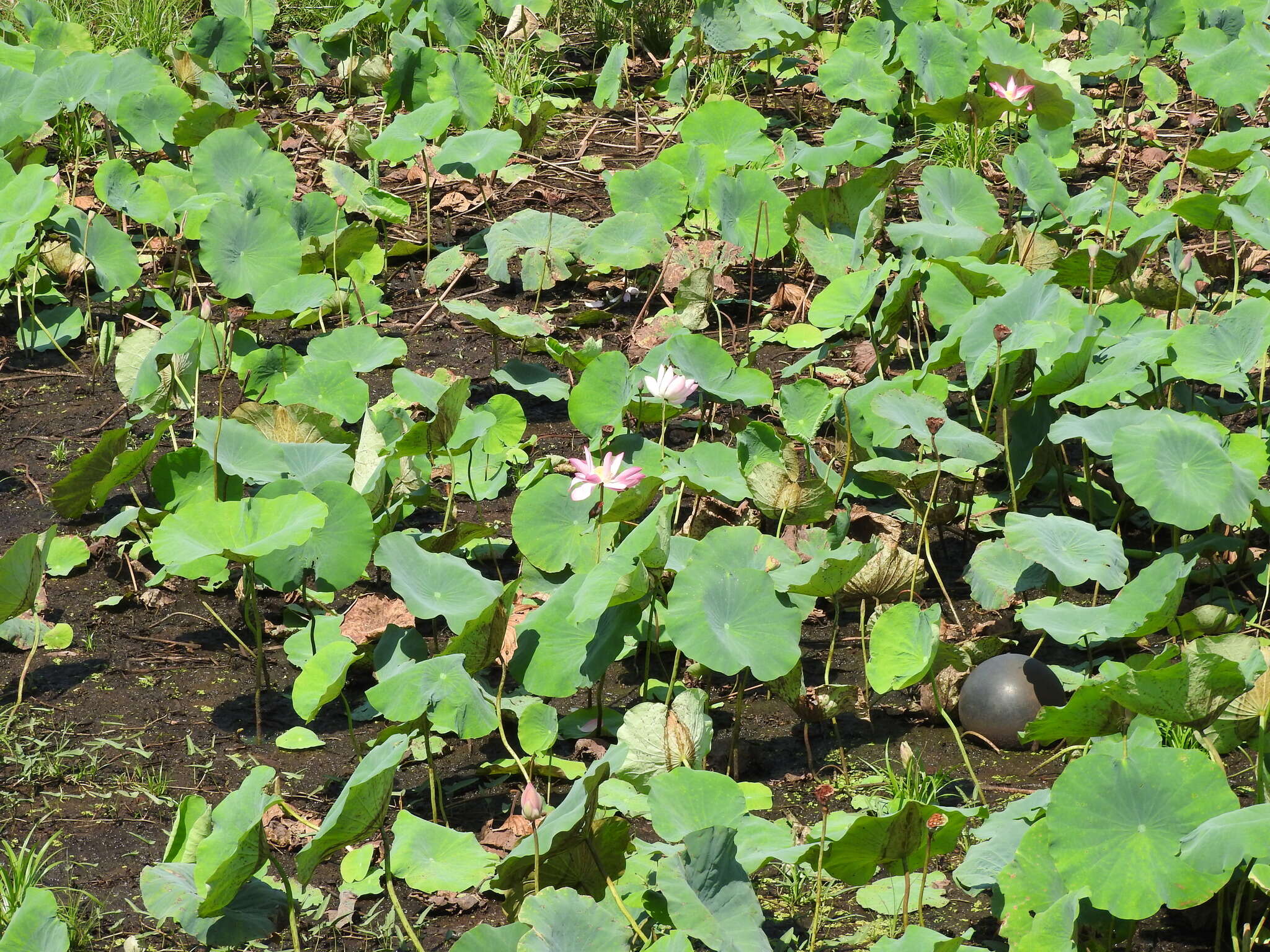 Image of sacred lotus