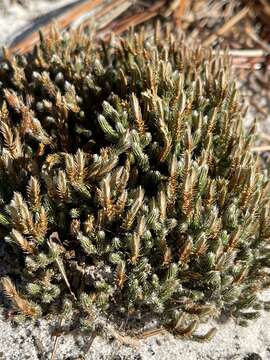 Image of spiny spikemoss