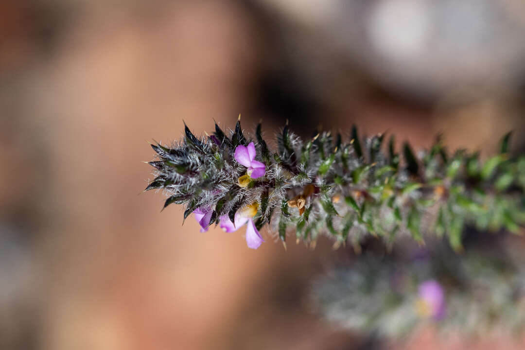 Image of Muraltia rosmarinifolia Levyns