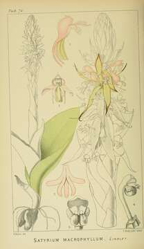 Image of Satyrium macrophyllum Lindl.