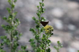 Image of Hesperilla idothea Miskin 1889