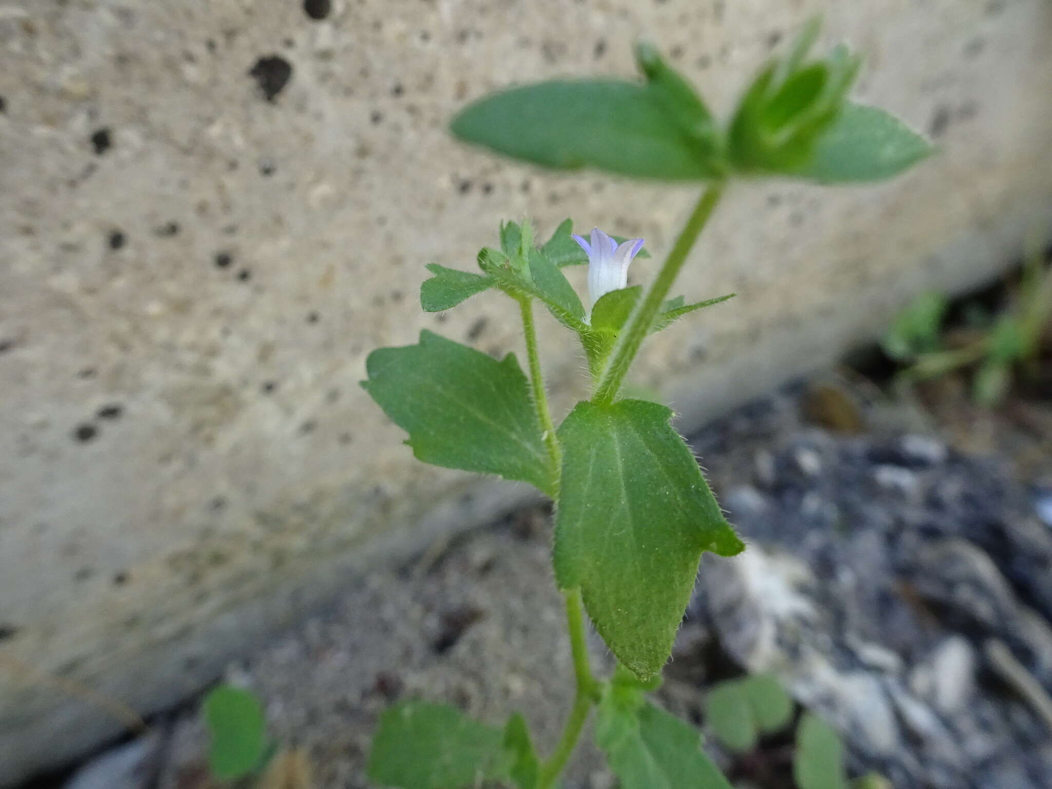 Image of Campanula erinus L.