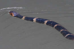 Image of Southern Water Snake