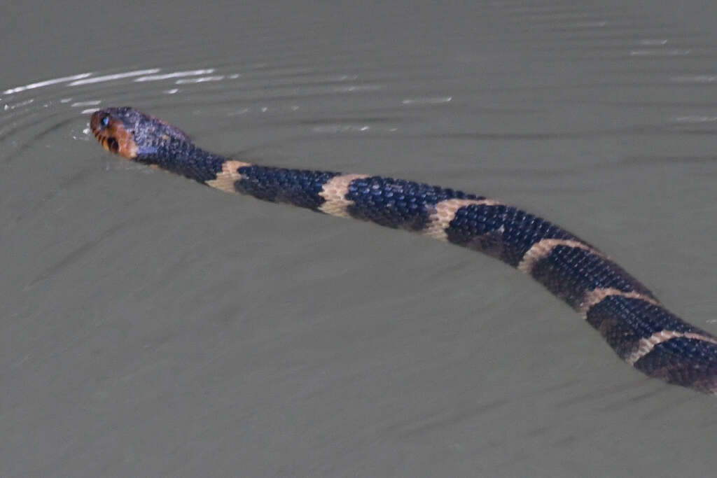 Image of Southern Water Snake