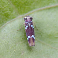 Image of Macugonalia leucomelas (Walker & F. 1851)