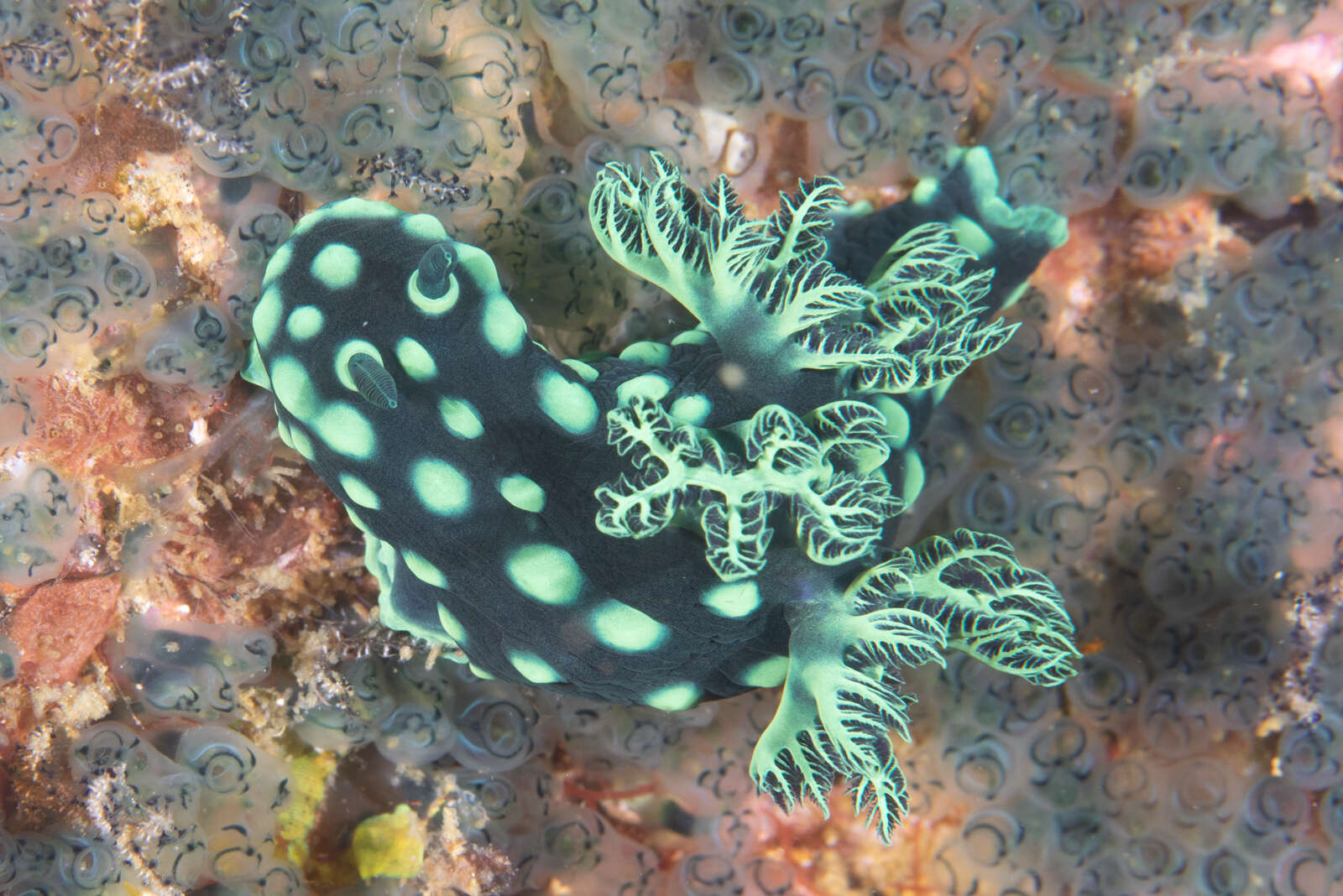 Image of Green spot black slug