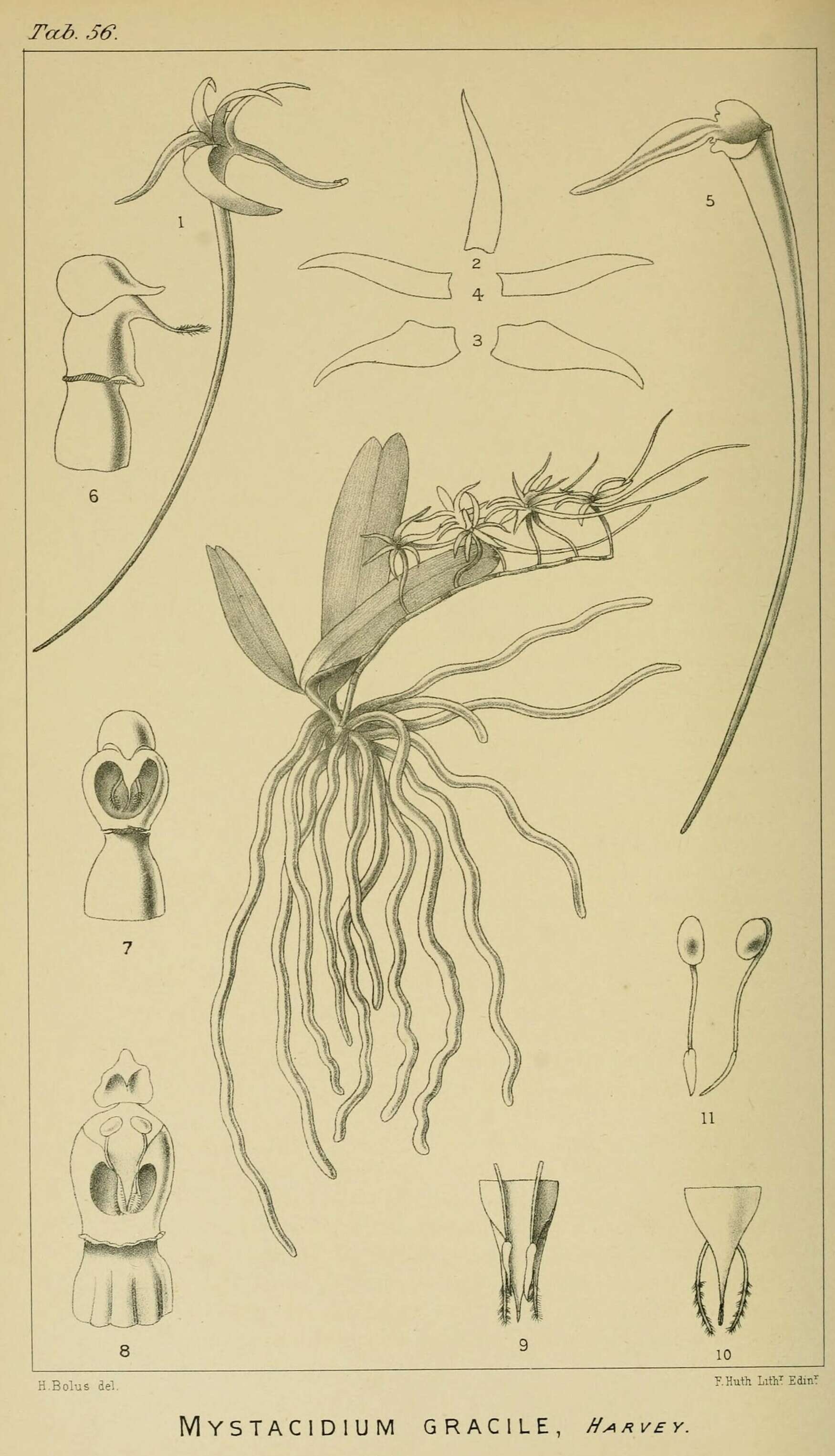 Image of Mystacidium