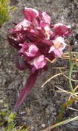 Image of Disa linderiana Bytebier & E. G. H. Oliv.