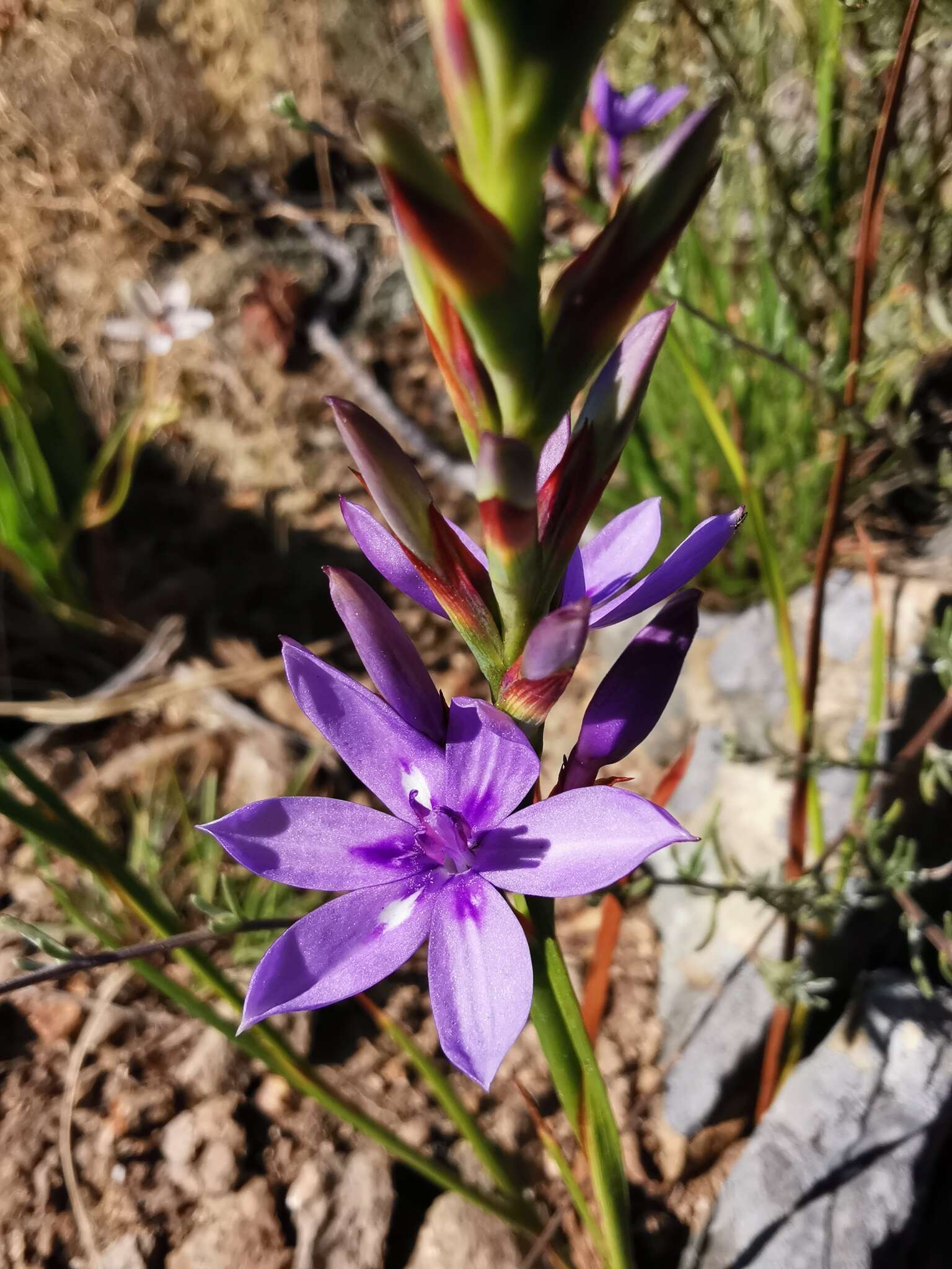 Image of Thereianthus spicatus (L.) G. J. Lewis