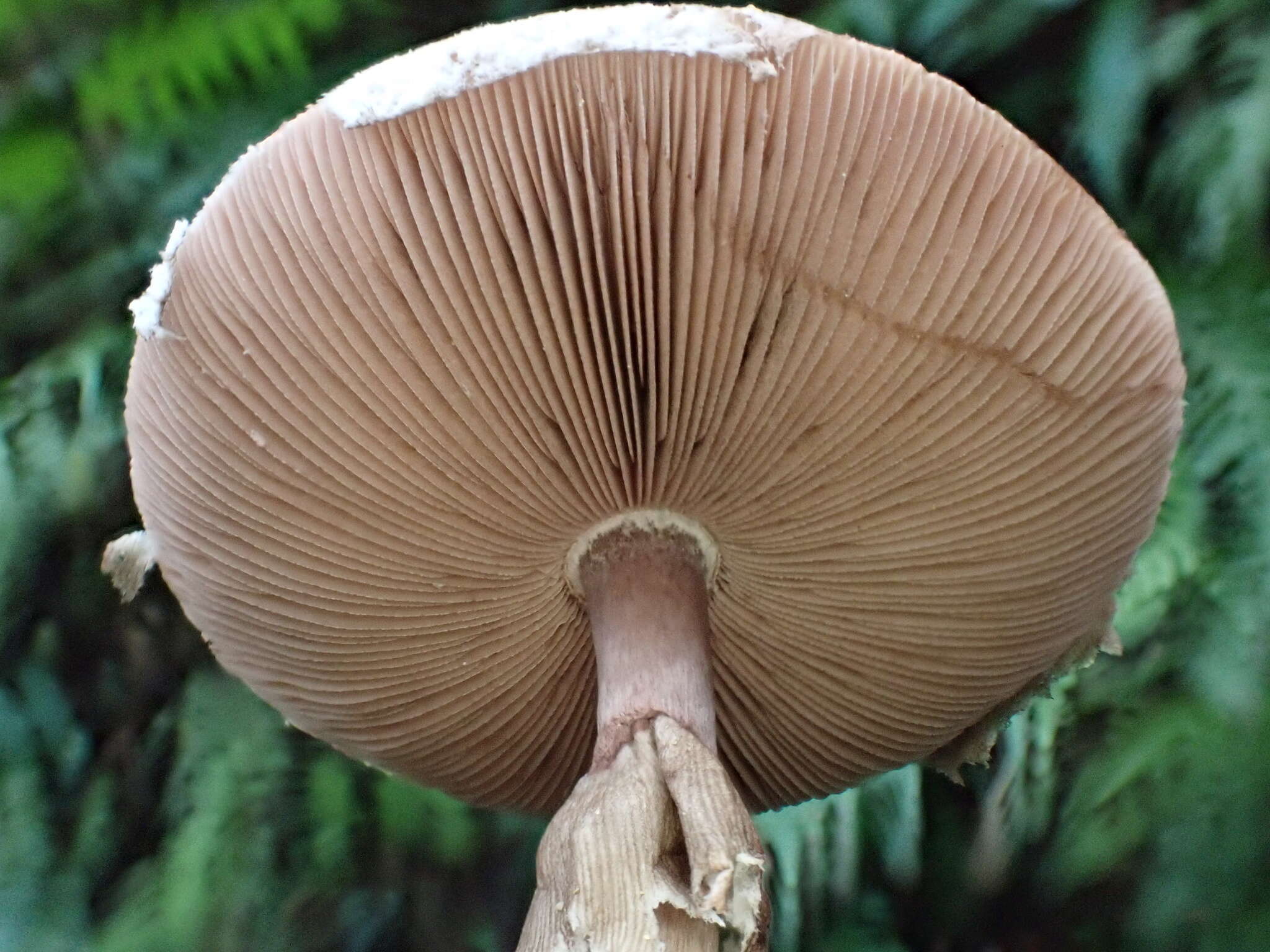 Image of Eastern Flat-topped Agaricus