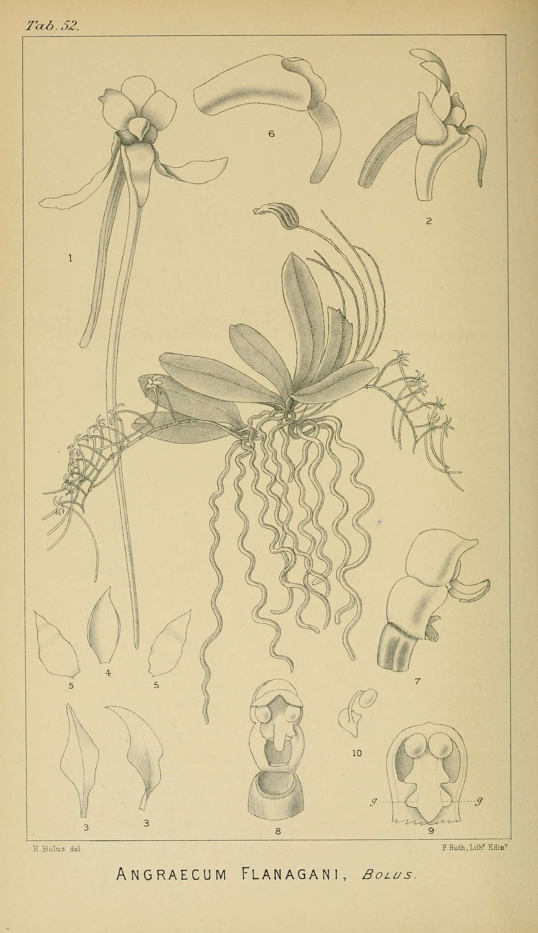 Image of Mystacidium