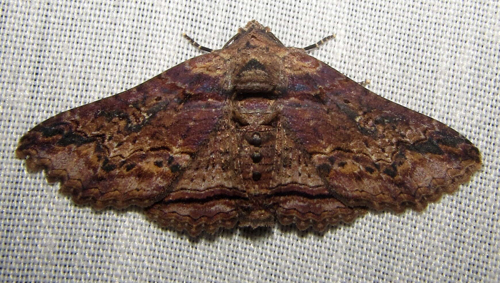 Pericyma mendax Walker 1857的圖片