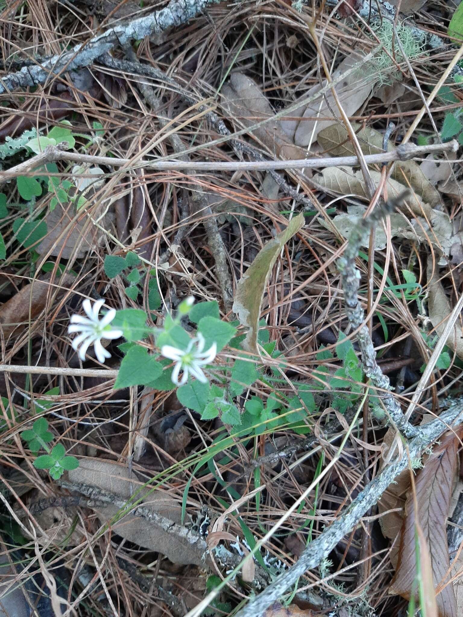 Imagem de Stellaria cuspidata Willd. ex Schltdl.