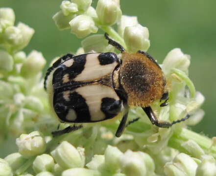 Imagem de Trichius orientalis Reitter 1894