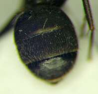 Image de Camponotus libanicus Andre 1881