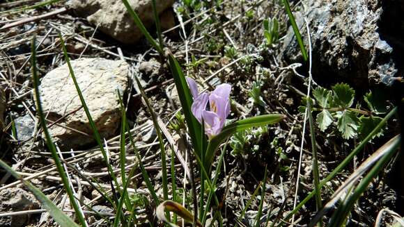 Image de Colchicum kurdicum (Bornm.) Stef.