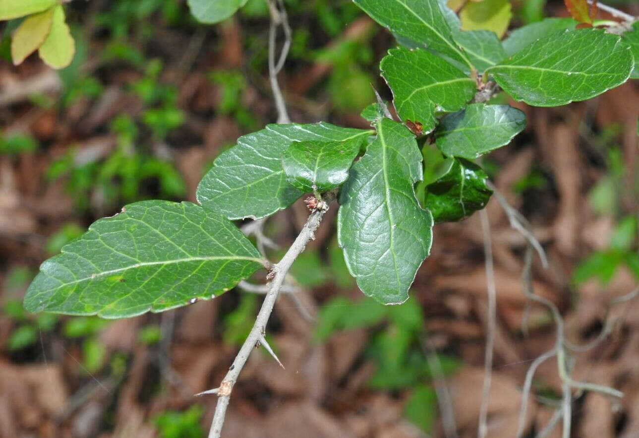 Image of Xylosma flexuosum (Kunth) Hemsl.