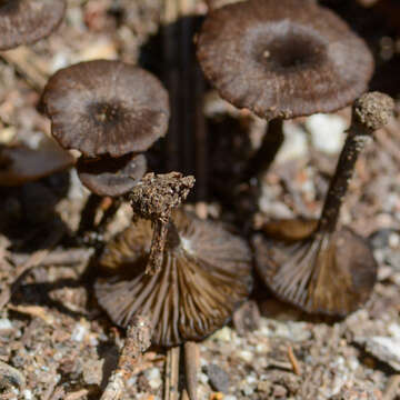 Image of Arrhenia rainierensis (H. E. Bigelow) Redhead, Lutzoni, Moncalvo & Vilgalys 2002