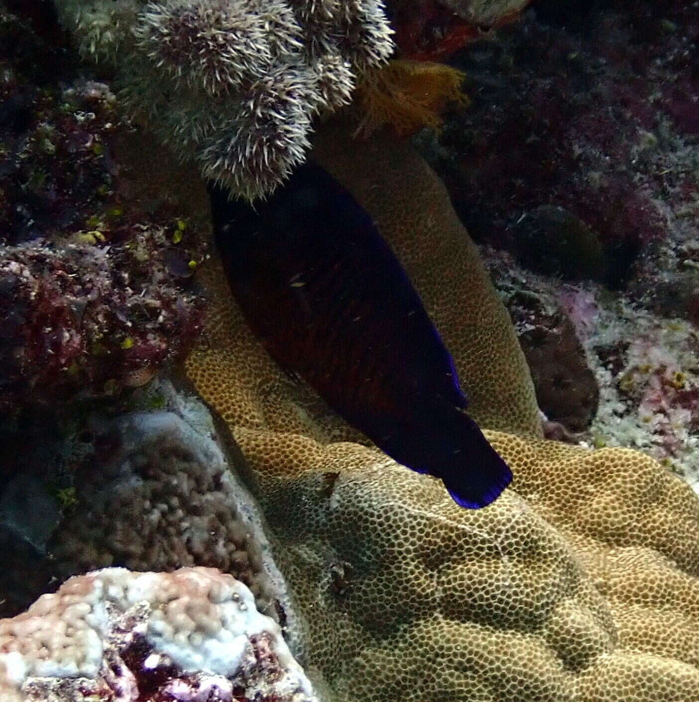 Image of Coral Beauty Angel