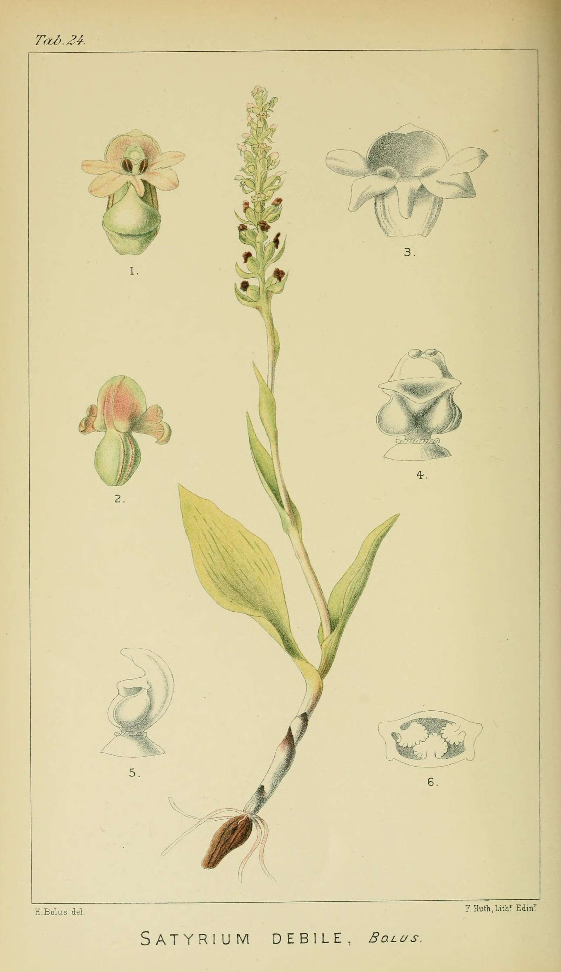 Image of Satyrium