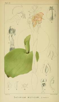 Image of Satyrium