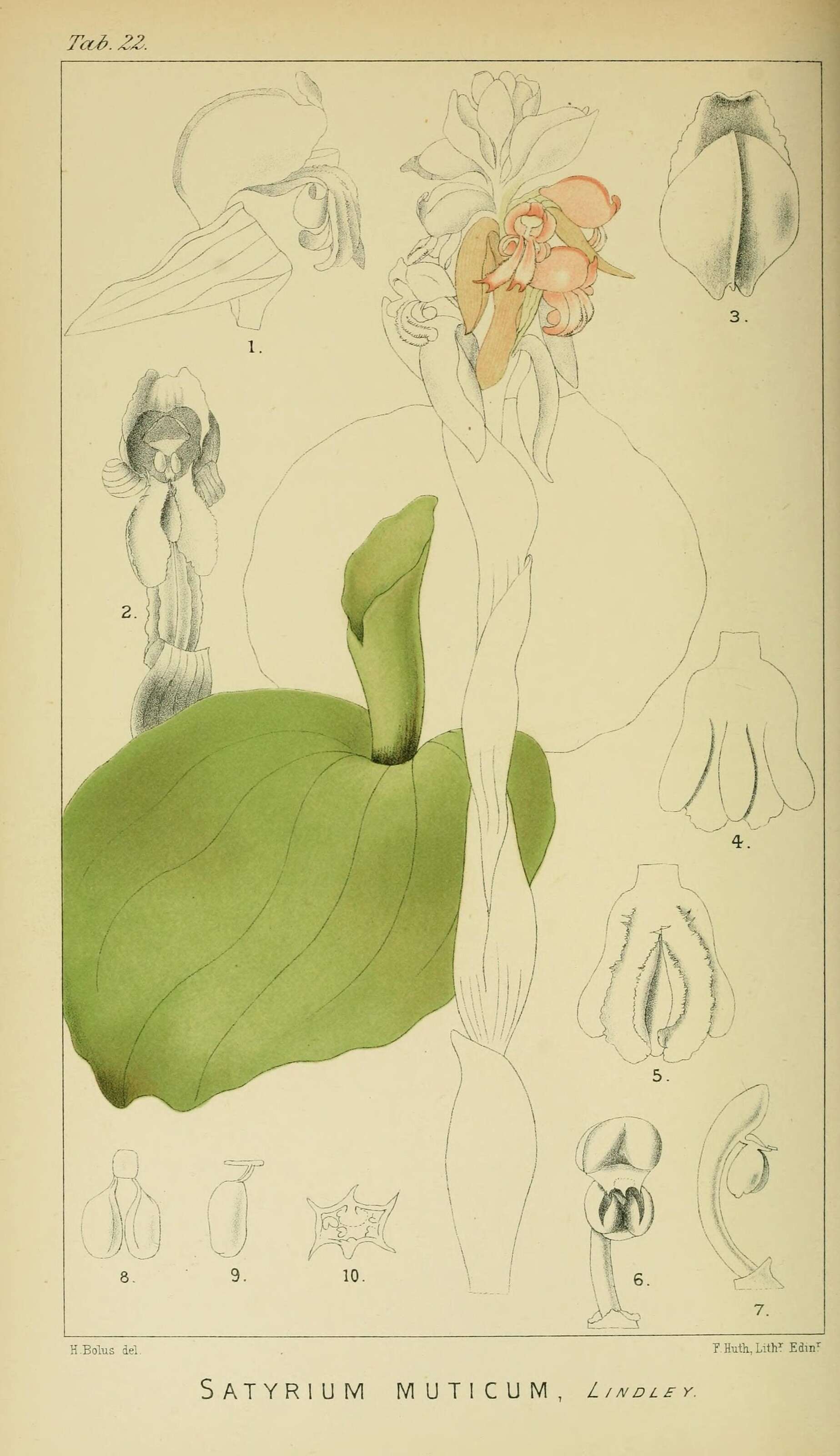 Image de Satyrium