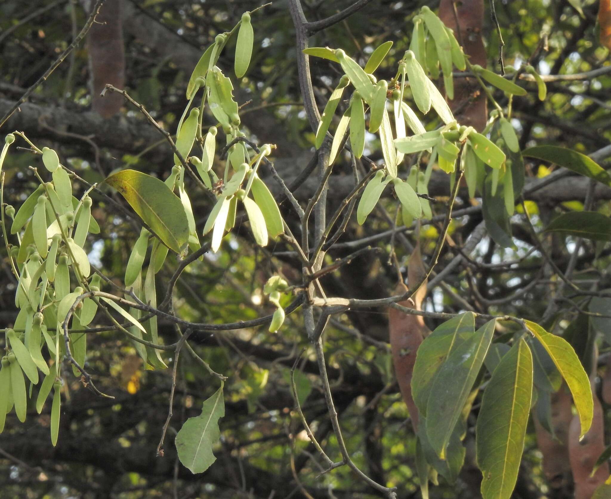 Image of Ventilago madraspatana Gaertn.