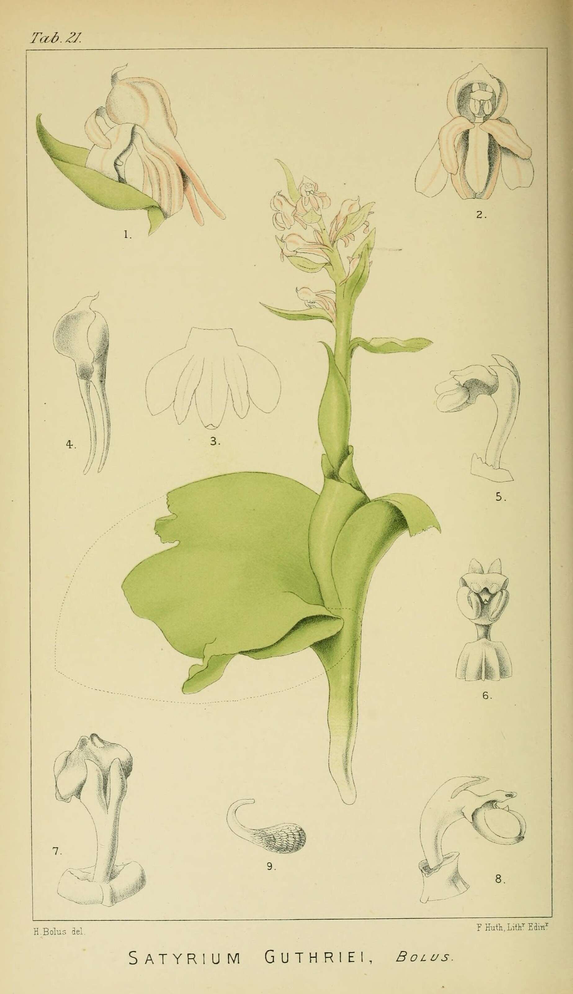 Image de Satyrium