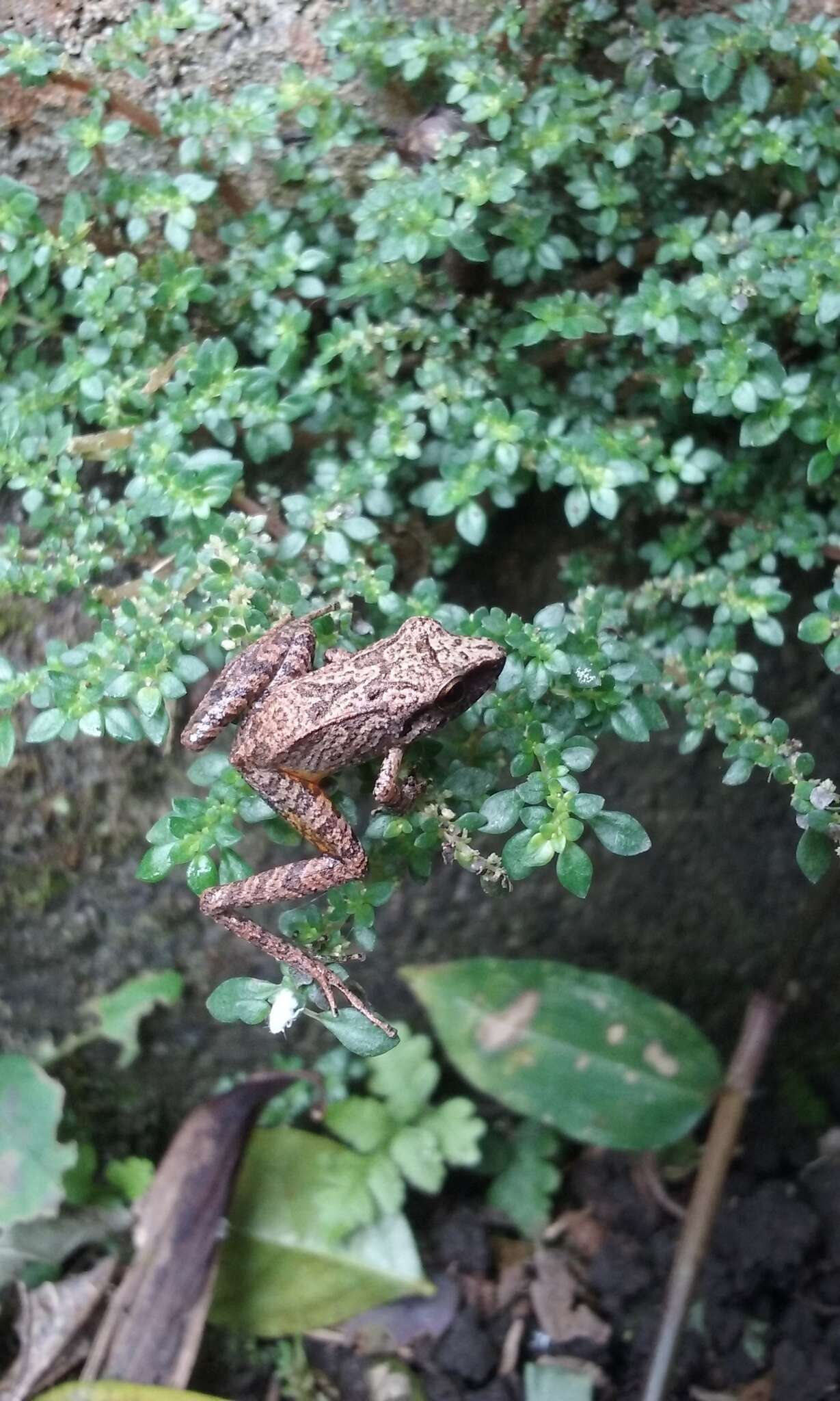 Image of Cachabi Robber Frog