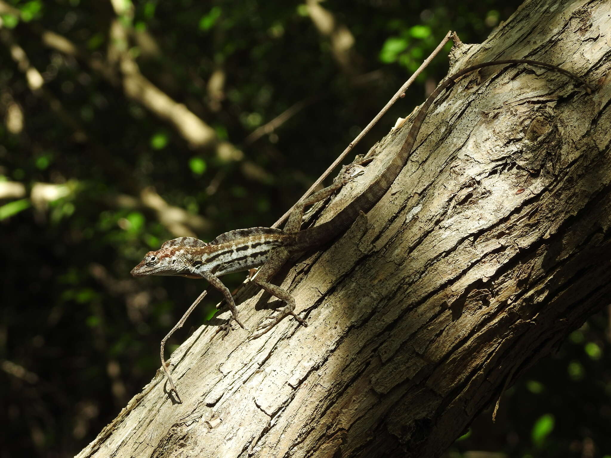 Image of Striped Anole