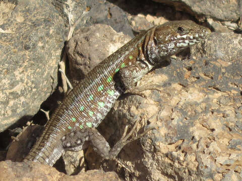 Image of Atlantic Lizard