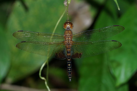 Image of <i>Hydrobasileus croceus</i> (Brauer 1867)