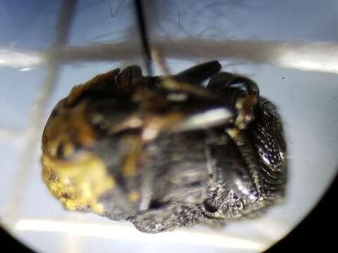 صورة Exema neglecta Blatchley 1920