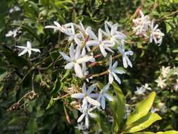 Image of Jasminum grandiflorum subsp. floribundum (R. Br. ex Fresen.) P. S. Green