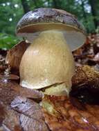 Sivun Boletus aereus Bull. 1789 kuva