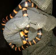 صورة Micrurus multifasciatus (Jan 1858)