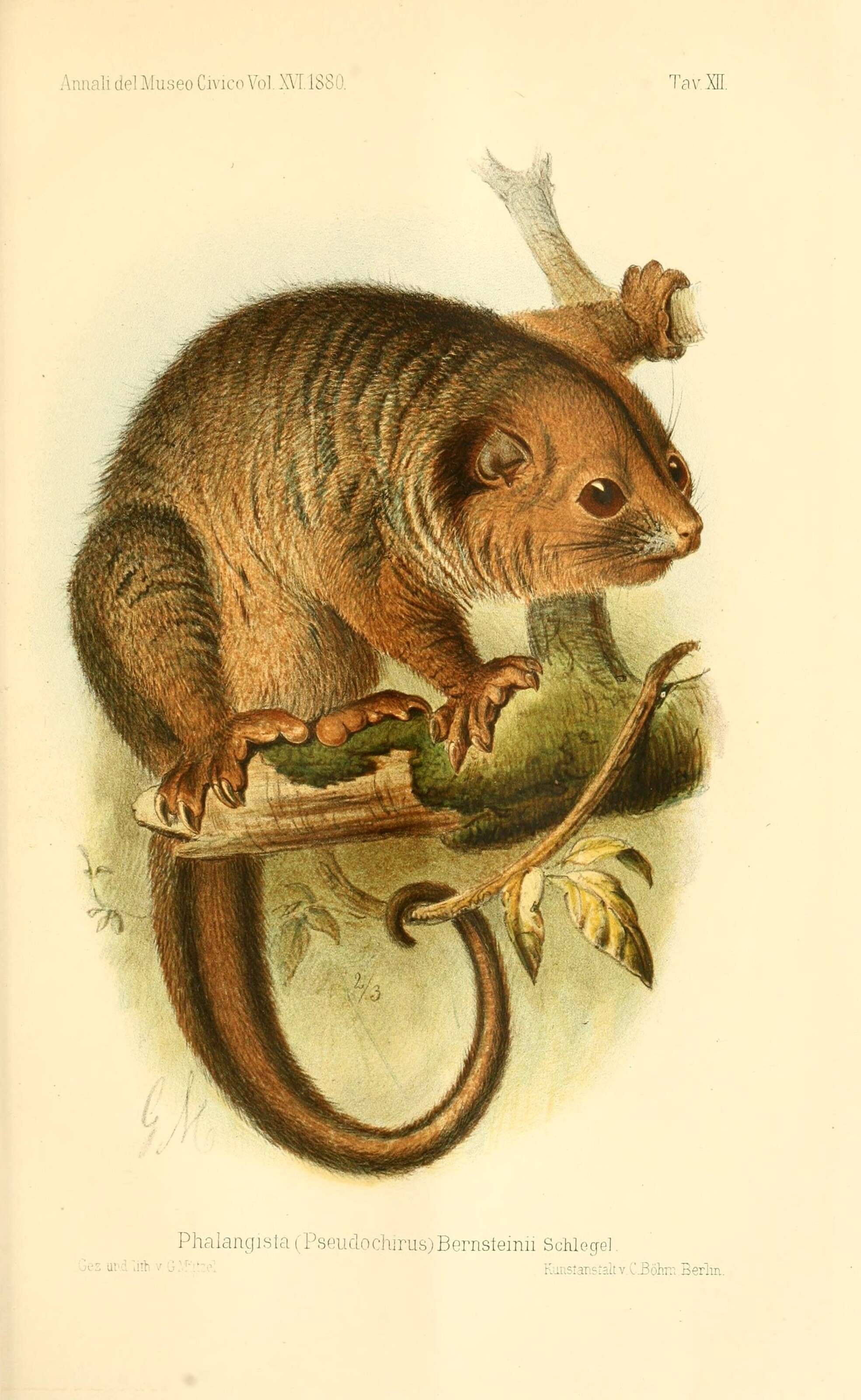 Image of Lowland Ringtail Possum