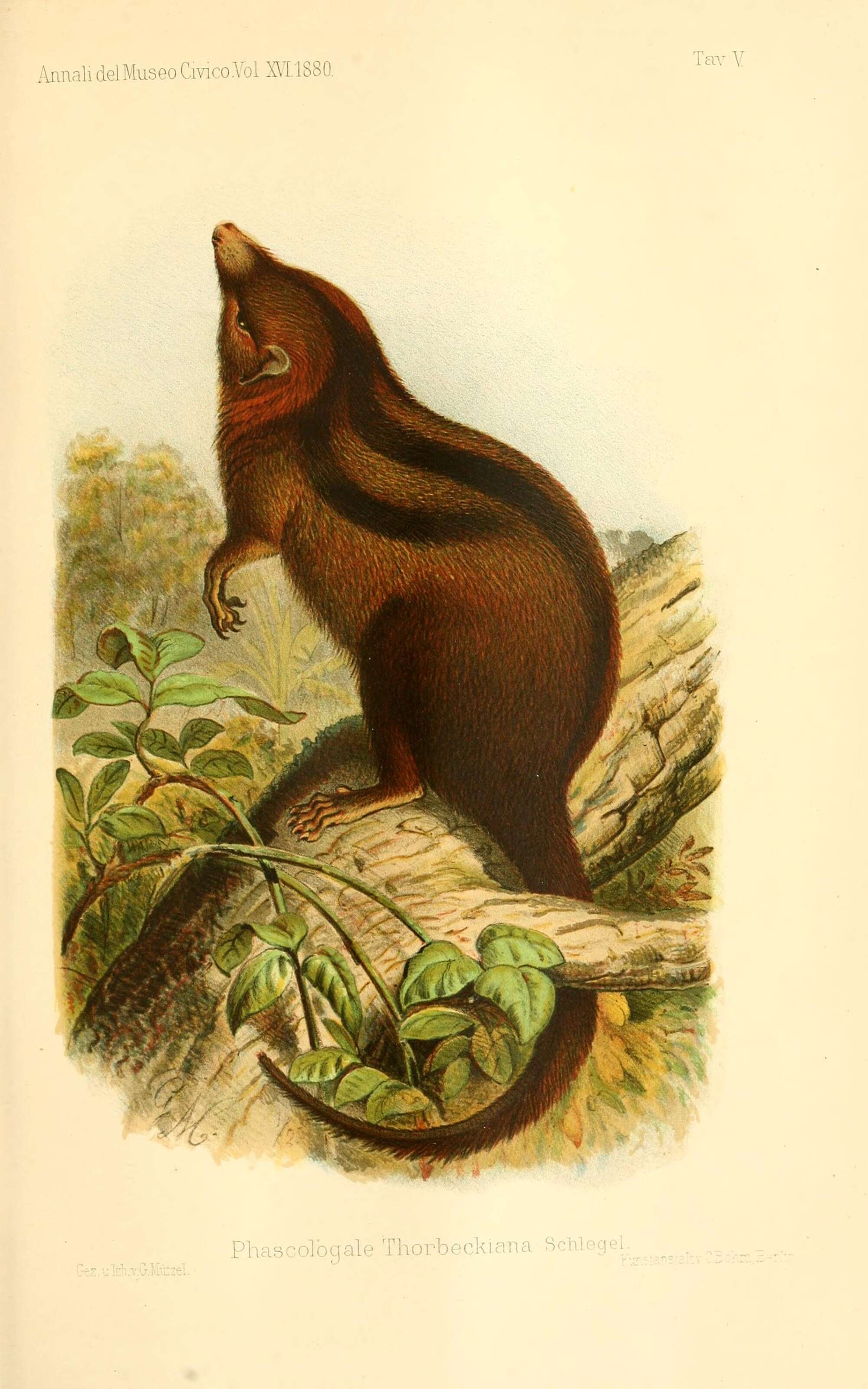 صورة Myoictis melas (Müller 1840)