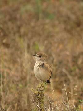 Image of Sickle-winged Chat