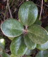 Image of Brachyglottis bidwillii (Hook. fil.) B. Nord.