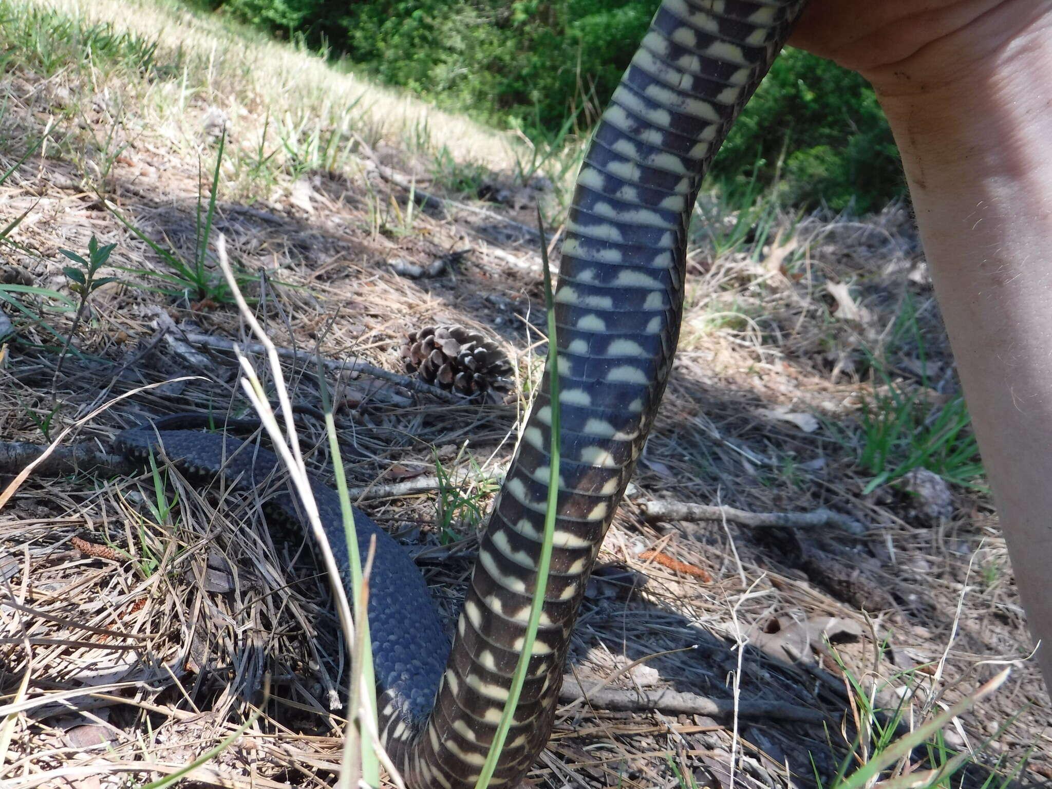 Image of Mississippi Green Water Snake