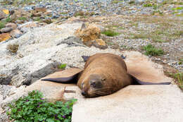 Image of Antipodean Fur Seal