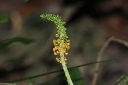 Image of Crepidium bancanoides (Ames) Szlach.