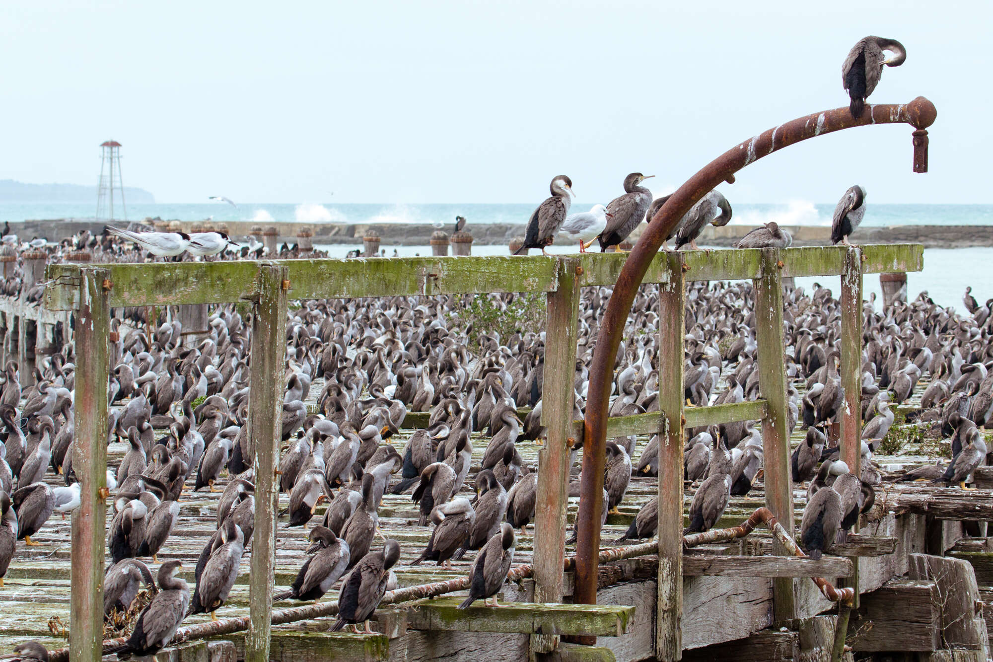 Image of Spotted Shag