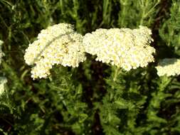 Sivun Achillea stepposa Klok. & Krytzka kuva