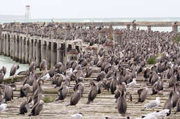 Image of Spotted Shag